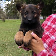 He is a 2x world sieger remo vom fichtenschlag grandson. Beautiful Black And Tan Sable German Shepherd Puppies In Altamonte Springs Florida Puppies For Sale Near Me