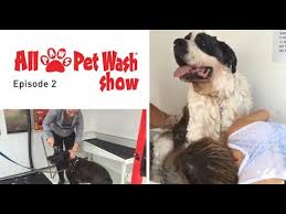 24 hour vet animal hospital bird pet stores do it yourself dog wash dog groomers dog grooming exotic pet shops exotic pet stores pet grooming pet supplies veterinarian emergency services veterinarians veterinary clinics hospitals vets. Dog Washing Stations Pet Wash Station All Paws Pet Wash