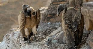 Indias Vultures Remain Critically Endangered And Could