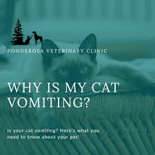 why is my cat vomiting ponderosa