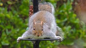 In many areas, it is illegal to remove native bird species, such as the american robin or mourning dove, during nesting season when they have young to feed. How To Get Rid Of Squirrels If They Re Driving You Nuts Realtor Com