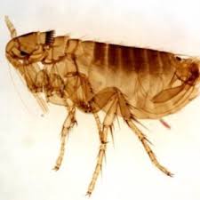 flea control importance auckland