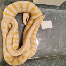 albino python reptiles hibians