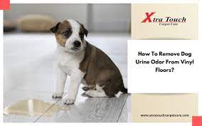 dog urine odor from vinyl floors