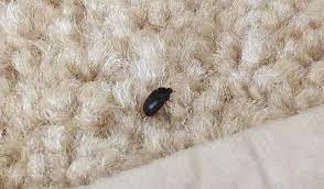 eliminating carpet beetles