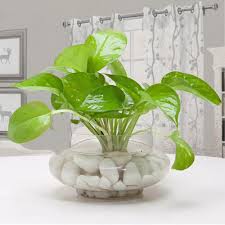 home decor money plant in a glass vase