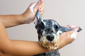Can you bathe a cat with herbal handmade soaps? Is It Safe To Use Human Shampoo On Your Dog
