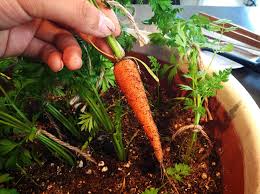 Small Vegetable Garden How To Make