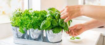 How To Start An Indoor Herb Garden And