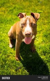 • ear cropping and tail docking is common for staffordshire terriers, but those are not common in blue nosed pit bulls. Young Pitbull Image Photo Free Trial Bigstock
