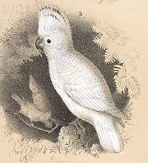 Goffin's cockatoo (cacatua goffini) populations are suspected to be declining at a moderately rapid learn about goffin cockatoo. History Of Keeping Cockatoos Cockatoo Info Com