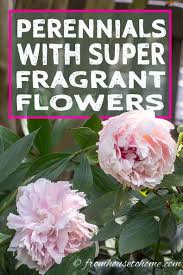 This is what allows the plants to return year after year. Fragrant Flowers 10 Perennial Plants With The Most Beautiful Scent Gardening From House To Home
