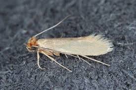 get rid of clothes moths advice ireland