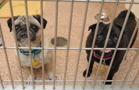 © 2021 dakin humane society | p.o. Animal Rescue Shelters Say Proposed State Rules Would Drive Them Out Of Business Masslive Com