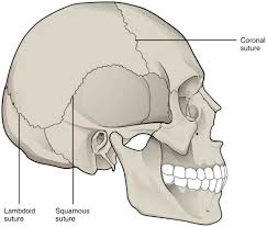The number is more in the child. Skull Functions Facts Fractures Protection View Bones