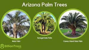 Arizona Palm Trees Chart