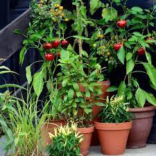 Best Soil For Your Container Garden