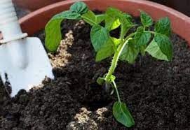 fertilizing tomatoes how and when to