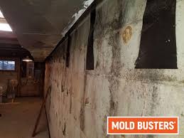 Mold In Garage How To Prevent And How