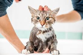 When should i bathe my cat? How To Bathe Your Cat Mdash Plus How Often You Need To Do It Martha Stewart