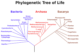 Image result for Prokaryotic and Eukaryotic Gene EVOLUTION