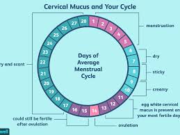 What Is Egg White Cervical Mucus Ewcm