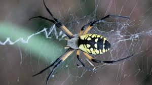 are black and yellow spiders dangerous