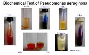 identification of pseudomonas aeruginosa