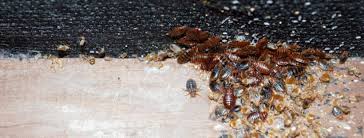 How To Get Rid Of Bed Bugs Fast 2023