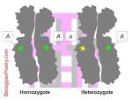 heterozygote