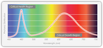 Best light spectrum for growing plants. Spectral Science The Influence Of Green Photons On Plants