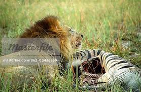 Male lion (Panthera leo) lies beside the carcass of a zebra that ... - 862-03436939em-Male-lion--Panthera-leo--lies-beside-the-carcass-of-a-zebra-that-it-ha