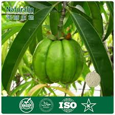 Garcinia cambogia, also known as gambooge, grindleberry or malabar tamarind, is a tropical evergreen tree. China Garcinia Cambogia Extract Gamboge Fruit Extract With 50 Hca China Garcinia Cambogia Extract Garcinia Cambogia Powder