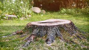 tree stumps 6 ways
