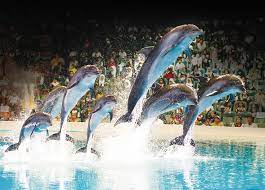 dolphin show dubai tickets authorised