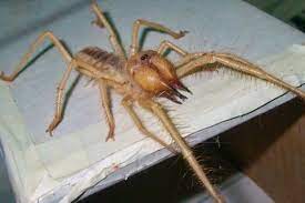 The smallest camel spiders live in california. Flesh Eating Camel Spider Seen In Western Turkey Expert Turkey News