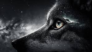wolf wallpaper images free