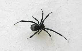 The black widow spider is a large widow spider found throughout the world and commonly this is probably how they got their name. Black Widow Spider Black Widow Description Black Widow Bite Desertusa