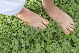 Spread peat moss across area and till it into soil. 12 Reasons To Plant A Clover Lawn