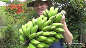 Lady finger banana, a variety of banana also known as sucrier, sugar banana, or date banana. How To Harvest A Large Bunch Of Lady Finger Bananas The Kid Should See This