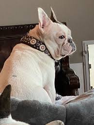 Have something nice to say about lone star bulldog club rescue? Always On Watch Dog Duty The Pinkster Lone Star Dog Ranch Dog Ranch Rescue Facebook