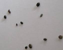 varied carpet beetles what s that bug