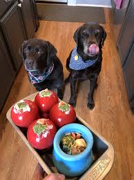 5 kong stuffing ideas to make your dog