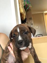The staffordshire bull terrier is powerful, reliable, and very protective. Ollie The 6 Week Old Male Staffordshire Bull Terrier