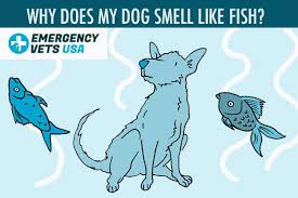 why does my dog smell like fish top