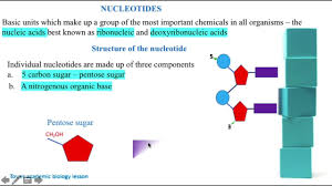 structure of a nucleotide you