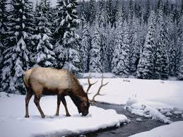 Dieser artikel bietet tipps dazu, wie man ein android hintergrundbild erstellen kann. Deer Hunting Backgrounds Wallpaper Hintergrundbilder Winter Winter Szenen Tiere Wild