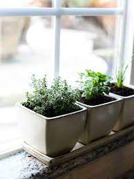 How To Start An Indoor Herb Garden