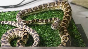 albino darwin carpet python