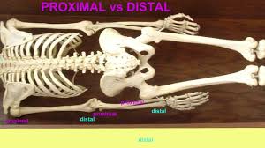 proximal vs distal anatomical